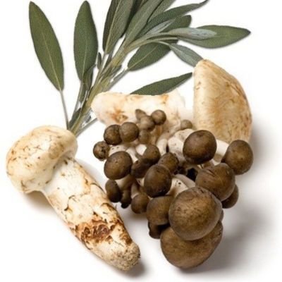 Olive Oil - Wild Mushroom and Sage Infused Olive Oil theolivescene.com 2