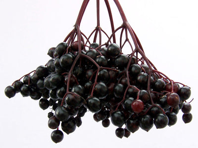 Balsamic Vinegar - Elderberry Aged Balsamic Vinegar - Organic theolivescene.com 1