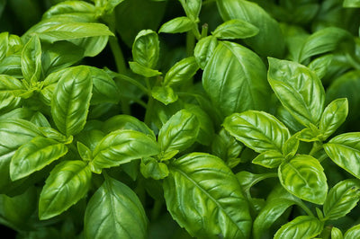 Blender Basil Dressing