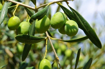 Single Varietal Olive Oils