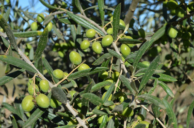 Bold or Robusto Olive Oil- Favolosa – Chile theolivescene.com 1