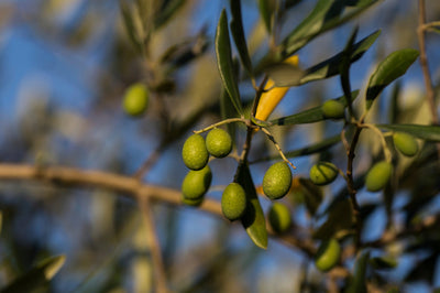 Single Varietal Olive Oils -Oliana - Portugal theolivescene.com 1