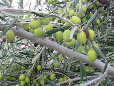 Single Varietal Olive Oils - Picual - California theolivescene.com 1