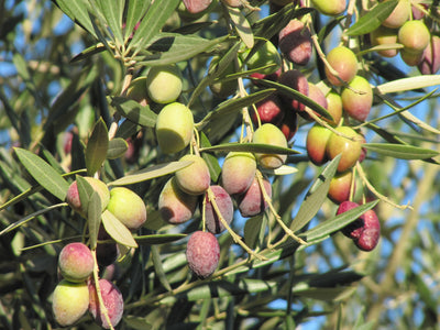 Bold or Robusto Olive Oil- Kalamata Reserve - Greece - Spain theolivescene.com 1