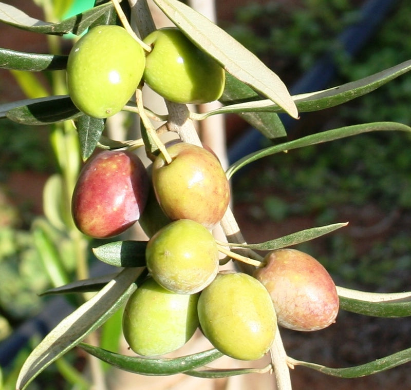 Single Varietal Olive Oils - Arbequina - California theolivescene.com1