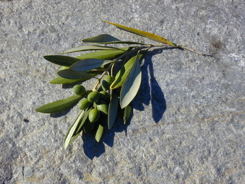 Single Varietal Olive Oils- Coriana - Portugal – Chile theolivescene.com 1