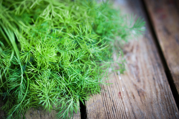Olive Oil - Wild Fernleaf Dill Fused Olive Oil theolivescene.com 2